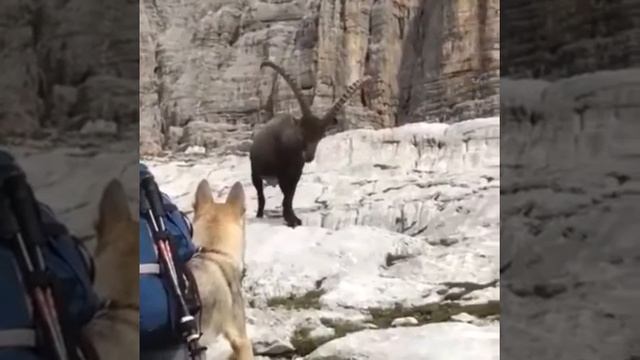 ГЛУБОКО КАПНУЛИ В ГЛУБЬ ГОРНЫХ ВЕРШИН РЕСУРСЫ И ДОСТОЯНИЕ ДЛЯ ЖИЗНИ И РАЗВИТИЯ ВСЕХ ОТНОШЕНИЙ В МИР смотреть онлайн