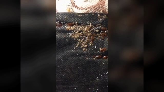 Обработка от Клопов