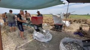 обрезка чеснока