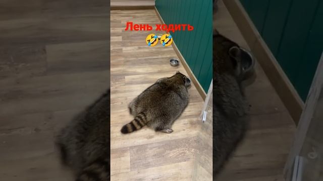 Лень ходить🤣🤣#funny #питомцы #енот #вмиреживотных #енотик #пушистики #животные #собака #dog #питоме смотреть онлайн