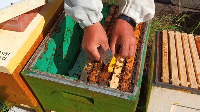 2 часть.Полный цикл развития июньских отводков Бакфаст с молодыми матками и получение мёда в Сибири смотреть онлайн