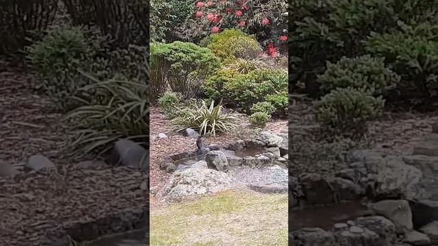 Tui bathing in rock pool in peaceful scenery #NewZealand #bird #tui #scenery #spring #NZ смотреть онлайн