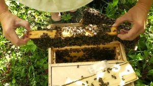 Продажа матки из нуклеуса (03.04 2017)