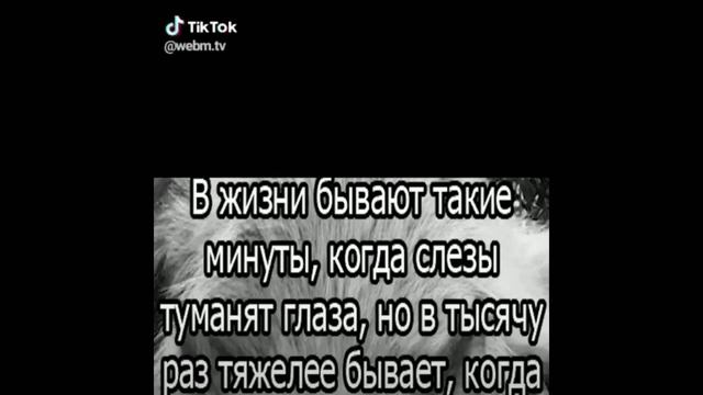 Цитаты волков #1 смотреть онлайн