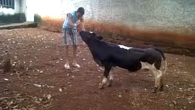Tourada: Rod X Mini vaca смотреть онлайн