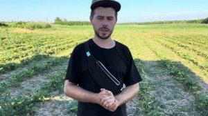 Гербициды по клубники