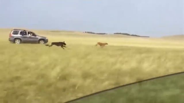 Курсинг тазы