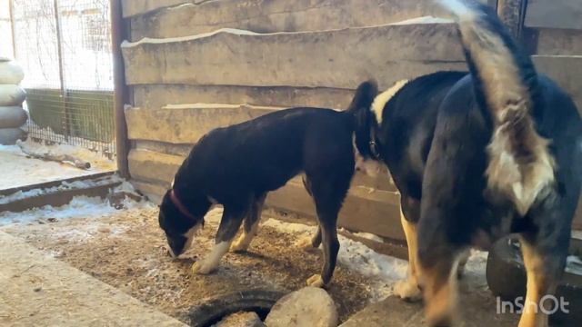 +79157787787.Общее:Мик с Шармой и персоналка Шармы.САО/алабай по БУЛЬДОЗЕРУ,ТОПАЗУ.РКФ/FCI документ смотреть онлайн