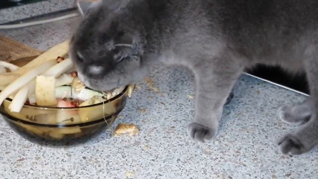 Кошка ест дыню смотреть онлайн