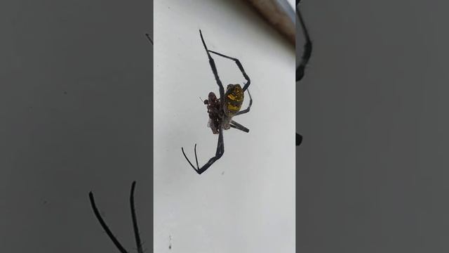 argiope amoena (laba-laba) смотреть онлайн