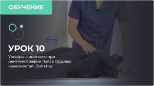 Урок 10. Укладка животного при рентгенографии пояса грудных конечностей. Лопатка