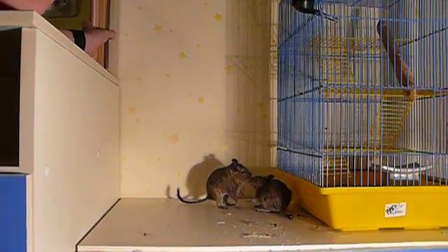 Degu jumping смотреть онлайн