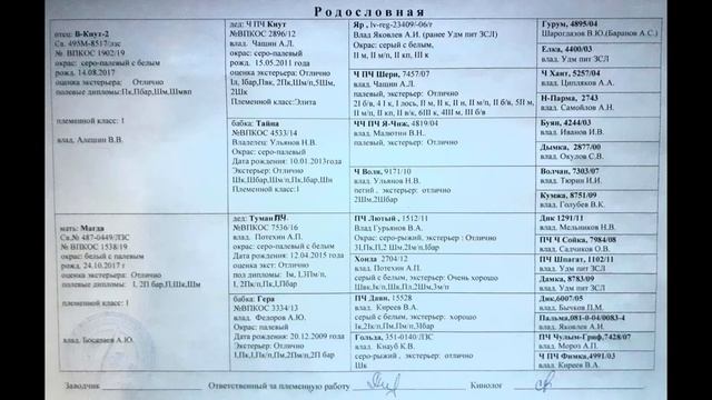 Тайное на канале лайки соловьева ю в становится явным. Правда о Чезе. смотреть онлайн