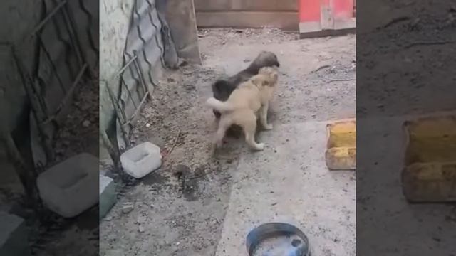 Правнуки Пирата Балканского в деле смотреть онлайн