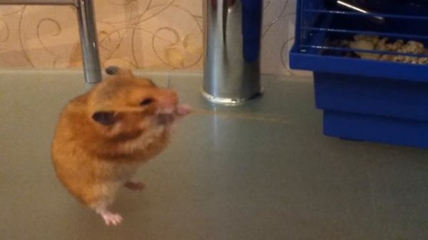 Хомячок против макаронины 8з [Hamster vs spaghetti]