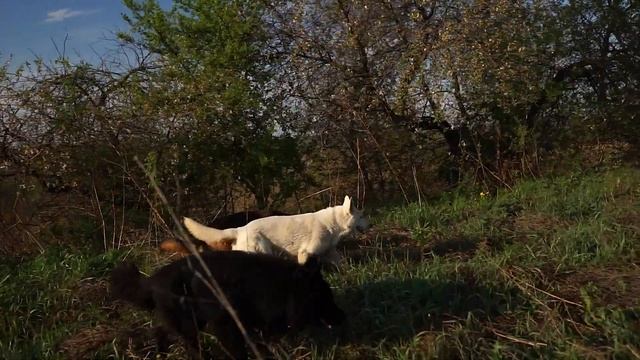 Жизнь на ХУТОРЕ. Не хуже чем в Латгалии:)