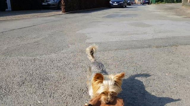 Dog, Hund, Собака , 狗 Prinz 狗吠,dog begs, Собака лает и гавкает Yorkshire Terrier смотреть онлайн