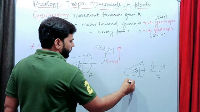Movement In Plants | Autonomic Movement | Tactic, Turgor Pressure & Growth Movement | Class 10 смотреть онлайн