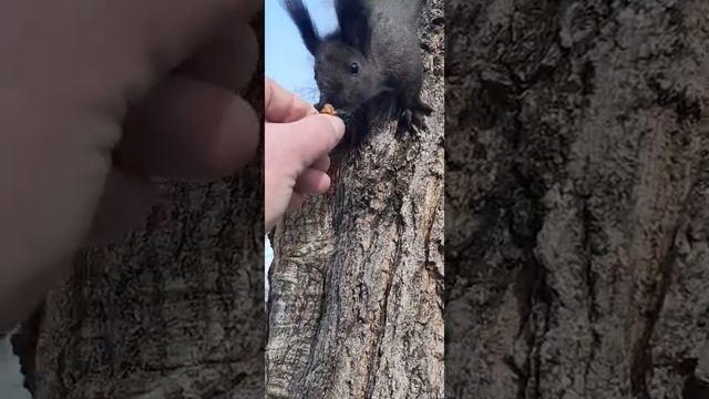 На орешек мой хороший смотреть онлайн