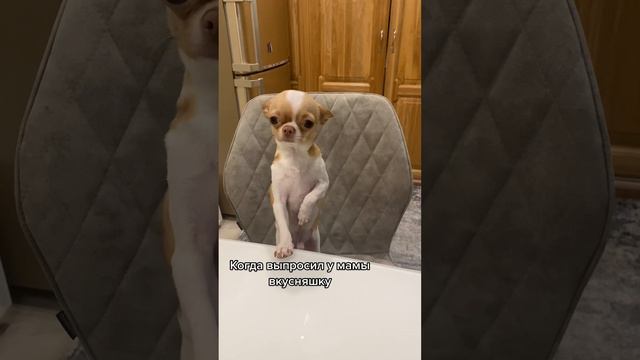 Сосисочку хочу! Чихуахуа любимые и смешные. #приколысобаки #РЕКОМЕНДАЦИИ #смешныеролики смотреть онлайн