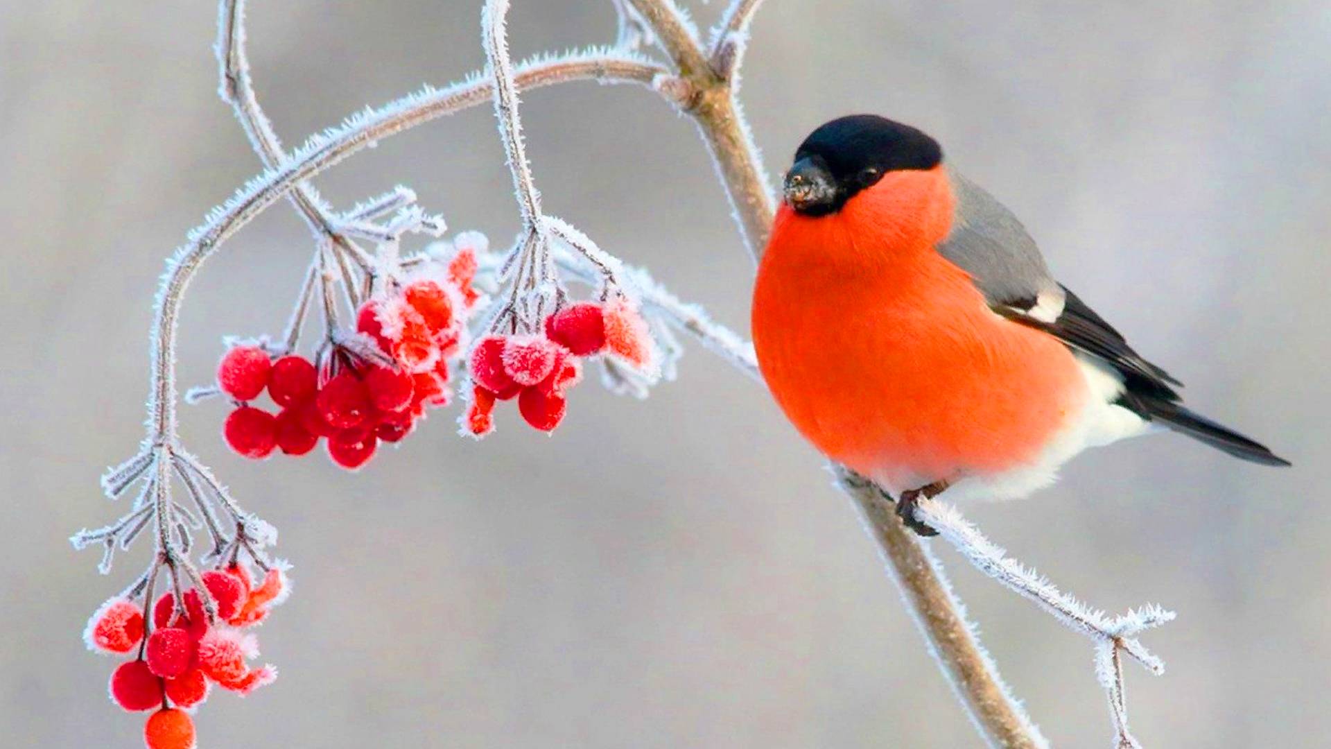 Снегирь - самые интересные факты смотреть онлайн