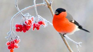 Снегирь - самые интересные факты