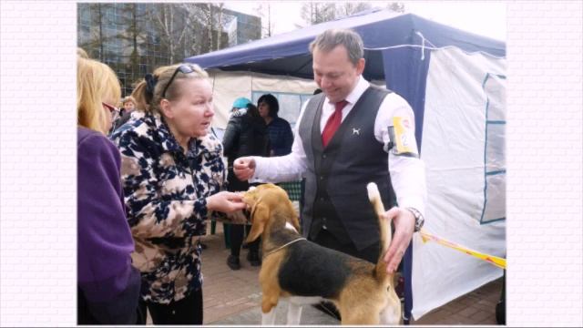 Выставка собак клуба собаководства Авеста 