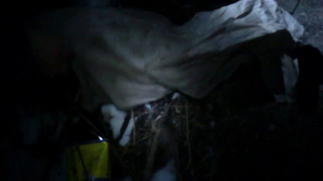 Как избавляются от породистых котов или гаражные ужасы. смотреть онлайн