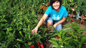 #11 Какой сладкий перец поспевает первым? Обзор перца в теплице и открытом грунте. 8 августа 2024 г.