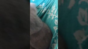 Поведение кошки после стерилизации