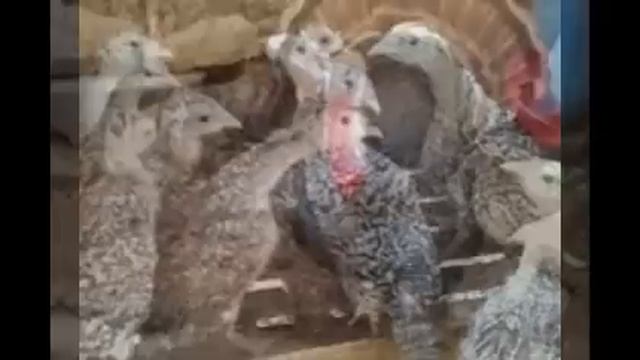 Ayam Kalkun | Peluang Bisnis Ternak Ayam Kalkun Komuditas Eksport смотреть онлайн