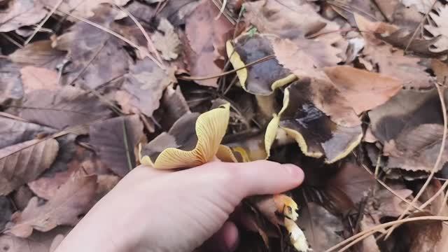 Новые грибы гигрофоры выросли смотреть онлайн