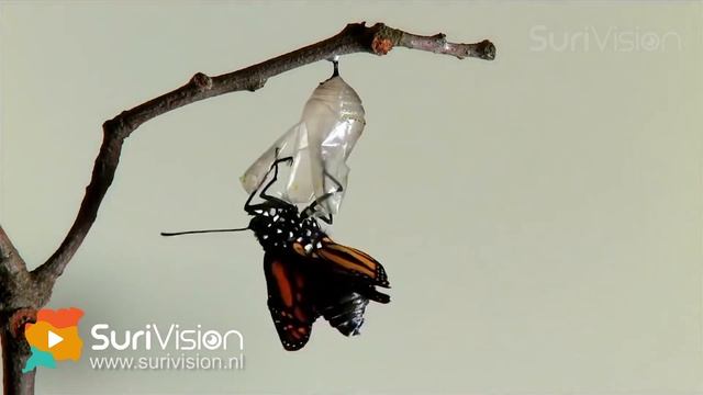 Surinaamse Flora & Fauna смотреть онлайн