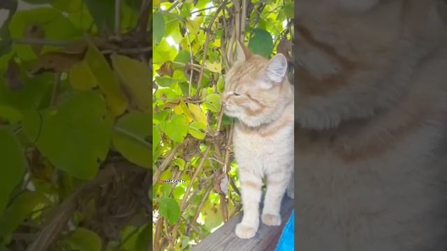 Рыжуля во сне мечтает о Настоящей Искренней Любви 👼👑💘 #love #catlove смотреть онлайн