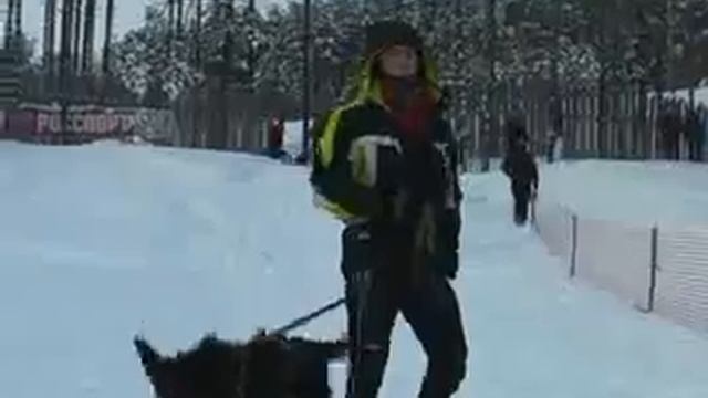 Гонки на собачьих упряжках в Карелии смотреть онлайн