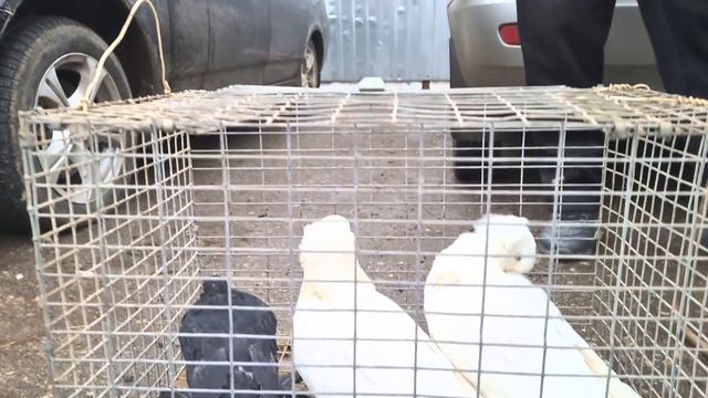 Голуби цены Птичий рынок г Прохладный смотреть онлайн