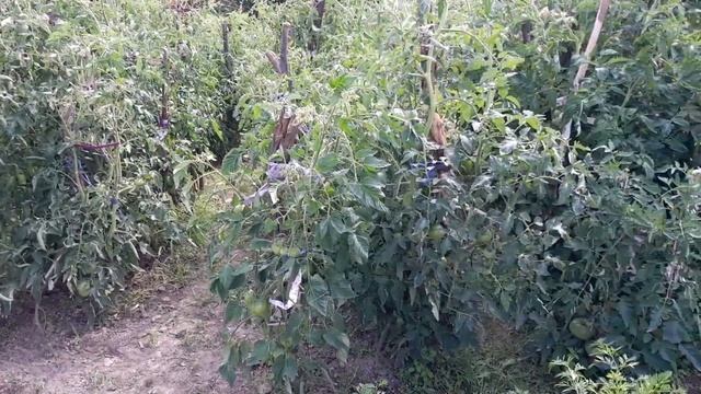 Квадріс для помідорів інструкція як застосовувати/Профілактика фітофтори перед плодоношенням томаті смотреть онлайн