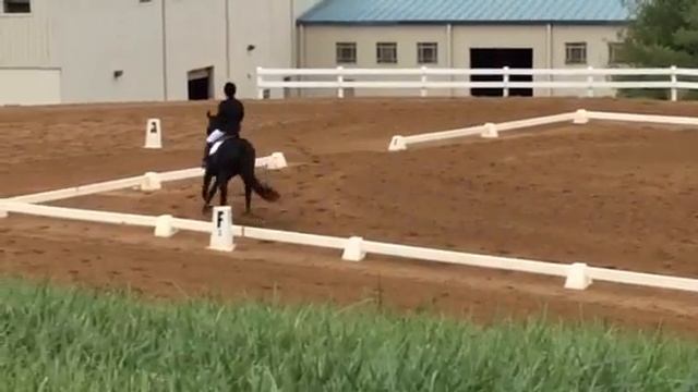 Mizar dressage смотреть онлайн