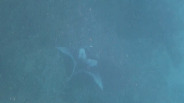 Black and White Manta Ray in Bora Bora смотреть онлайн
