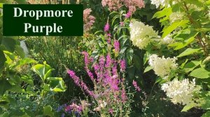 Интересные сорта дербенника в нашем саду.