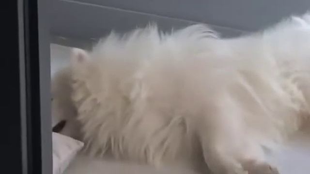 Как спит пёсик. Трогательный милый японский Шпиц Зигги #приколысживотными #fypシ #собака #шпиц смотреть онлайн