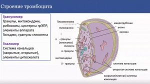 Лекция 5. Ткани внутренней среды | Егорова А.В.
