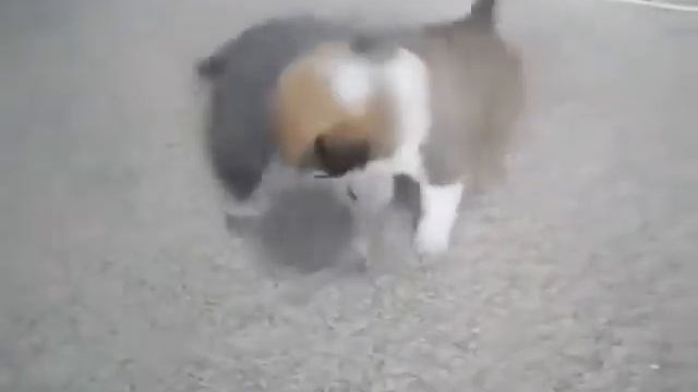 Котёнок и щенок играют друг с другом смотреть онлайн