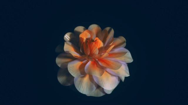 Special 4K HDR 60FPS Dolby Atmos смотреть онлайн