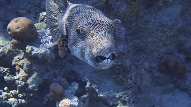 Звездчатый аротрон Starry Puffer Arothron Stellatus