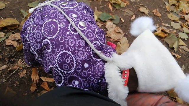 Той-терьер Джесси гуляет) смотреть онлайн