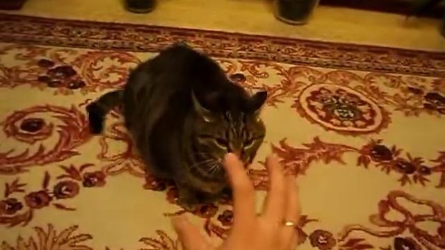 котэ в атаке смотреть онлайн