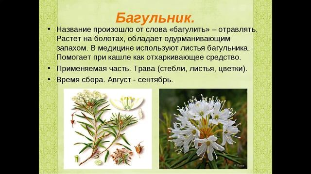 Познавательный час Лекарство под ногами