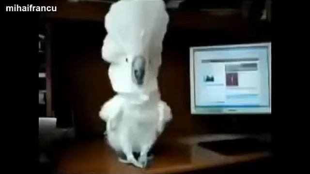 Попугаи смотреть онлайн