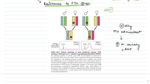 Calcium Metabolism Part 2 - Hypocalcemia смотреть онлайн